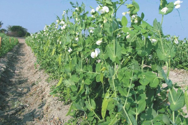 豌豆种多久才能收获，早熟种的生长周期为65-75天左右