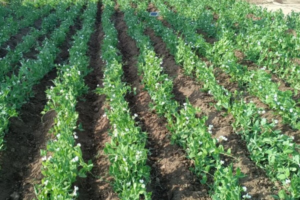 豌豆种多久才能收获，早熟种的生长周期为65-75天左右