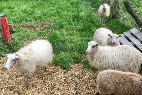 山羊为什么不吃草，常见瘤胃积食、前胃迟缓等原因