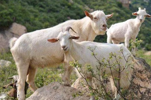 山羊为什么不吃草，常见瘤胃积食、前胃迟缓等原因