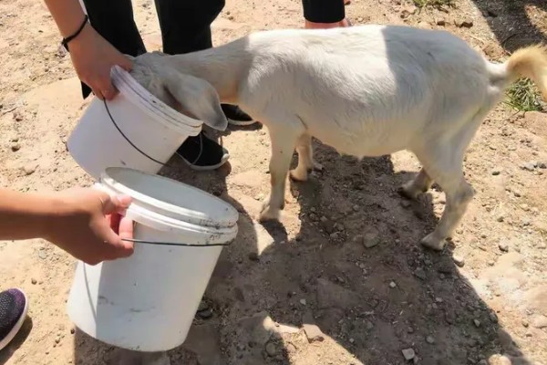 山羊为什么不吃草，常见瘤胃积食、前胃迟缓等原因