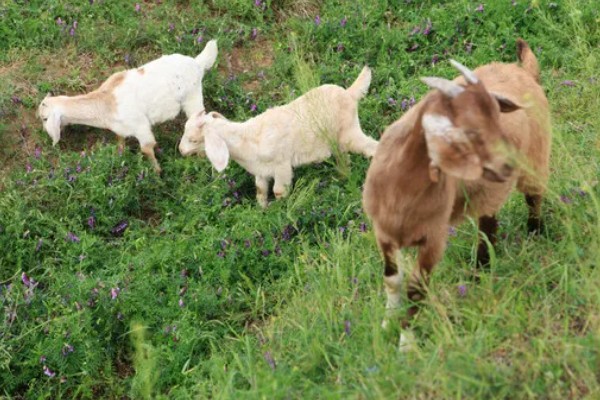 山羊为什么不吃草，常见瘤胃积食、前胃迟缓等原因