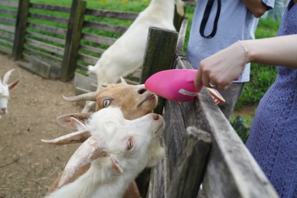 山羊为什么不吃草，常见瘤胃积食、前胃迟缓等原因