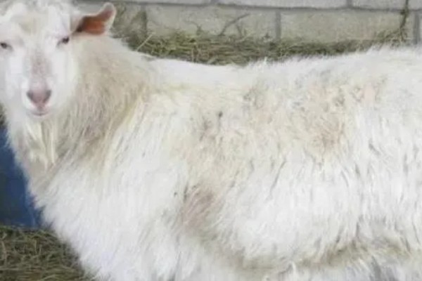 山羊为什么不吃草，常见瘤胃积食、前胃迟缓等原因