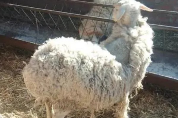 山羊为什么不吃草，常见瘤胃积食、前胃迟缓等原因