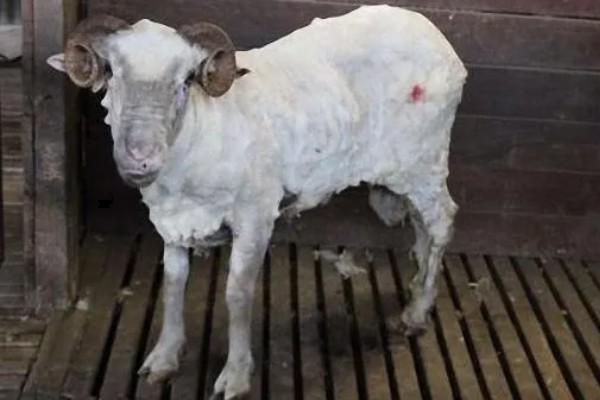 山羊为什么不吃草，常见瘤胃积食、前胃迟缓等原因