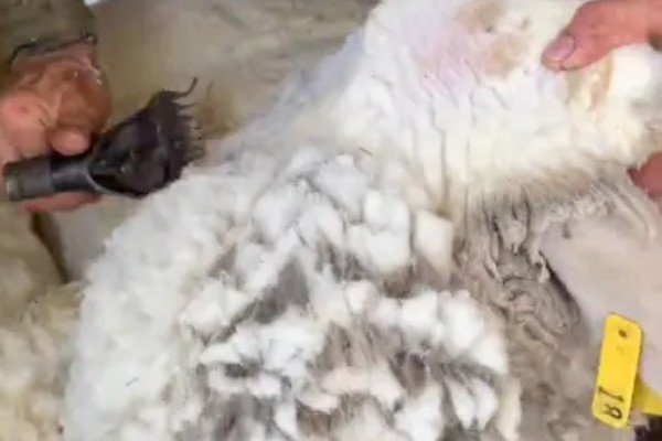 山羊为什么不吃草，常见瘤胃积食、前胃迟缓等原因