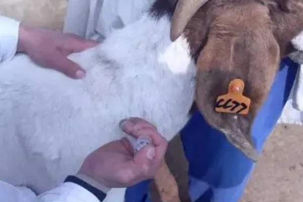 山羊为什么不吃草，常见瘤胃积食、前胃迟缓等原因