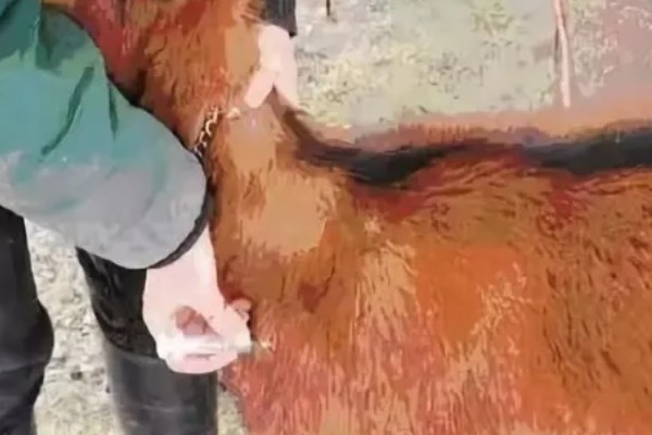 山羊为什么不吃草，常见瘤胃积食、前胃迟缓等原因