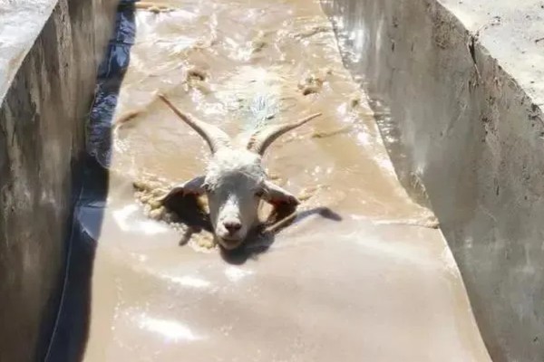 山羊为什么不吃草，常见瘤胃积食、前胃迟缓等原因