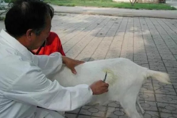 山羊为什么不吃草，常见瘤胃积食、前胃迟缓等原因