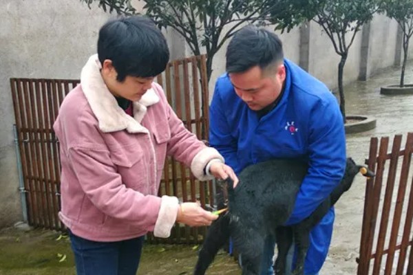 山羊为什么不吃草，常见瘤胃积食、前胃迟缓等原因