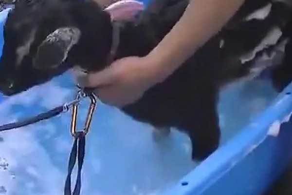 山羊为什么不吃草，常见瘤胃积食、前胃迟缓等原因