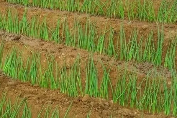 大葱的育苗时间和品种选择，春季于3-4月份播种育苗