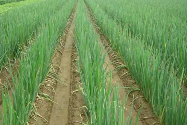 大葱的育苗时间和品种选择，春季于3-4月份播种育苗