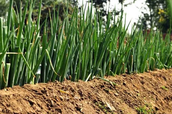 大葱的育苗时间和品种选择，春季于3-4月份播种育苗