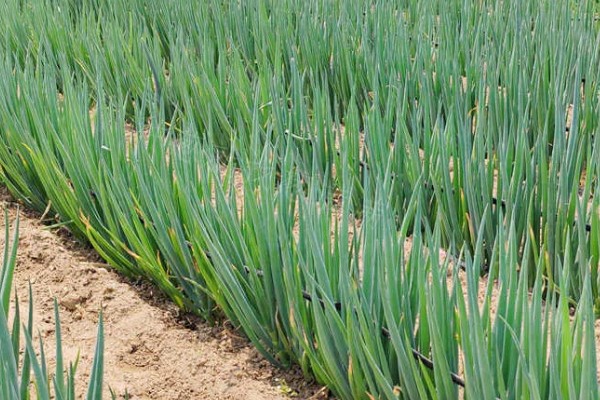 大葱的育苗时间和品种选择，春季于3-4月份播种育苗