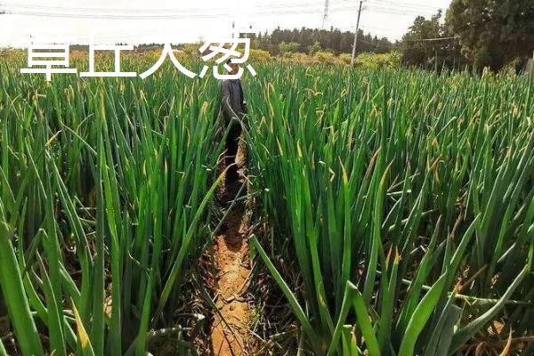 大葱的育苗时间和品种选择，春季于3-4月份播种育苗