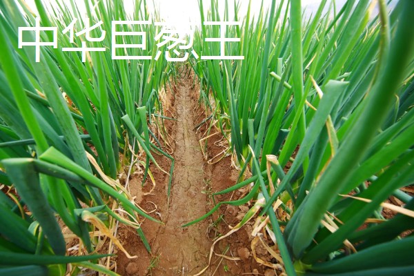 大葱的育苗时间和品种选择，春季于3-4月份播种育苗