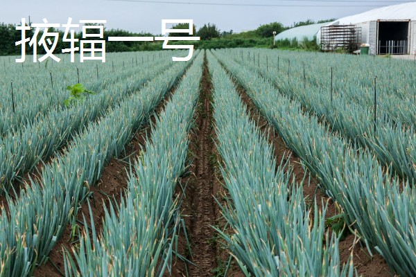 大葱的育苗时间和品种选择，春季于3-4月份播种育苗