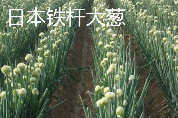 大葱的育苗时间和品种选择，春季于3-4月份播种育苗