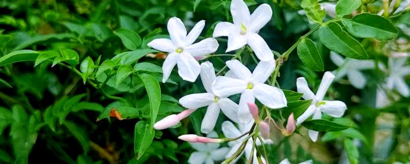 多花素馨的养殖方法，浇水时尽可能一次浇透