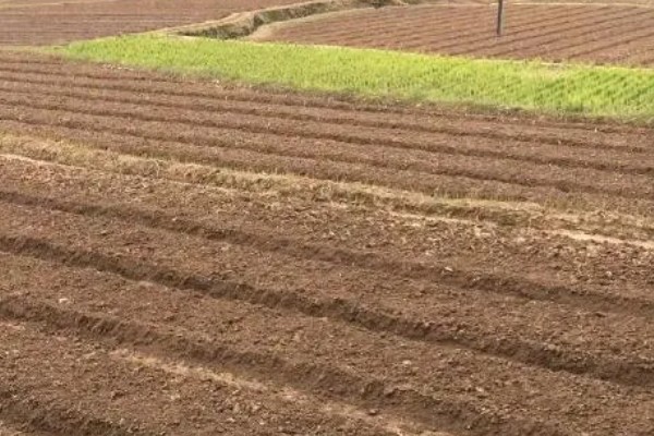 韭菜种子的播前准备,播种前将土壤进行高温消毒处理