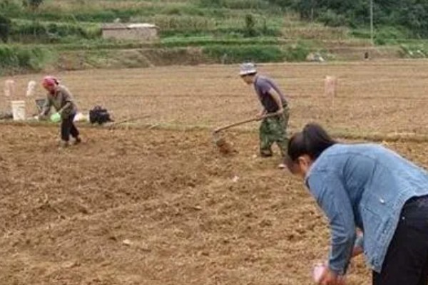 韭菜种子的播前准备,播种前将土壤进行高温消毒处理