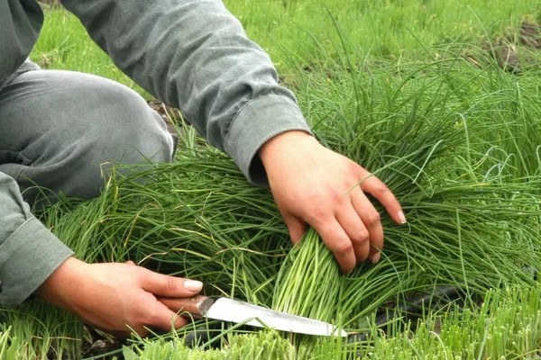 韭菜种子的播前准备,播种前将土壤进行高温消毒处理