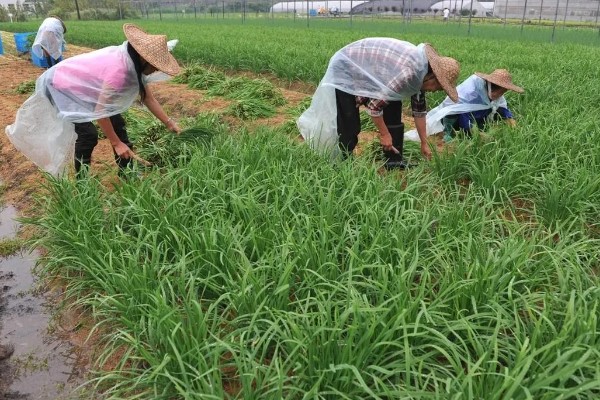 韭菜种子的播前准备,播种前将土壤进行高温消毒处理