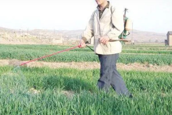 韭菜种子的播前准备,播种前将土壤进行高温消毒处理