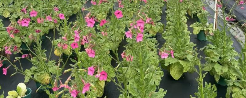 花烟草的花语是什么，寓意坚持、相守等