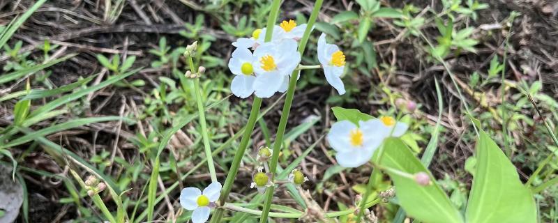 慈纹花的养殖方法，选择中性或微酸性的沙壤土