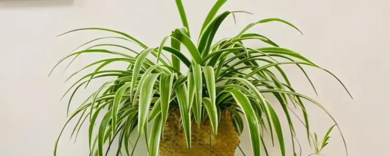 吊兰放在什么地方风水好，厨房、客厅、朝北的房间都可以摆放