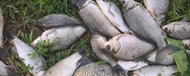 深秋钓鲫鱼的技巧，大部分情况都要钓深