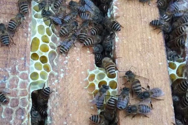 意蜂适合单王还是双王，二者各有优缺点