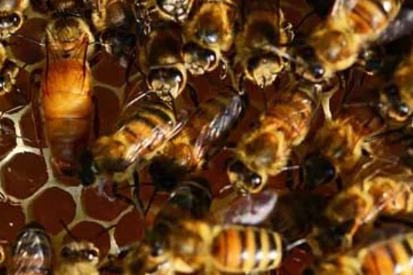 意蜂适合单王还是双王，二者各有优缺点