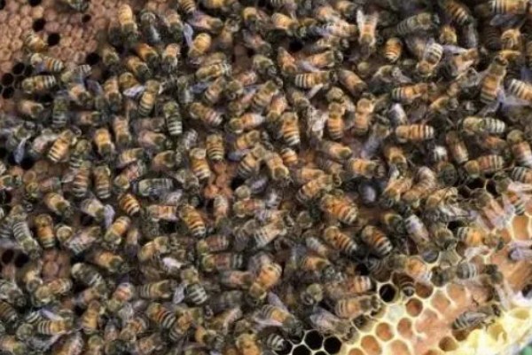 意蜂适合单王还是双王，二者各有优缺点