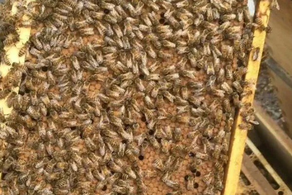 意蜂适合单王还是双王，二者各有优缺点