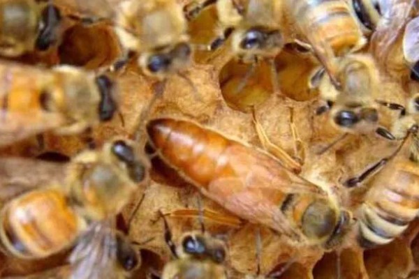 意蜂适合单王还是双王，二者各有优缺点