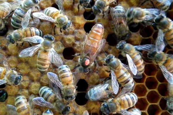 意蜂适合单王还是双王，二者各有优缺点