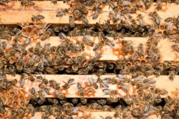 意蜂适合单王还是双王，二者各有优缺点