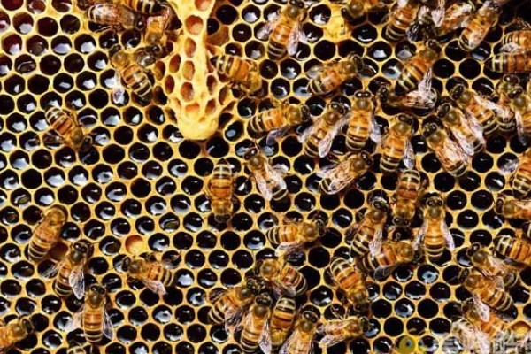 意蜂适合单王还是双王，二者各有优缺点