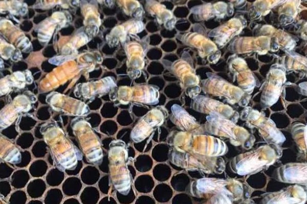 意蜂适合单王还是双王，二者各有优缺点