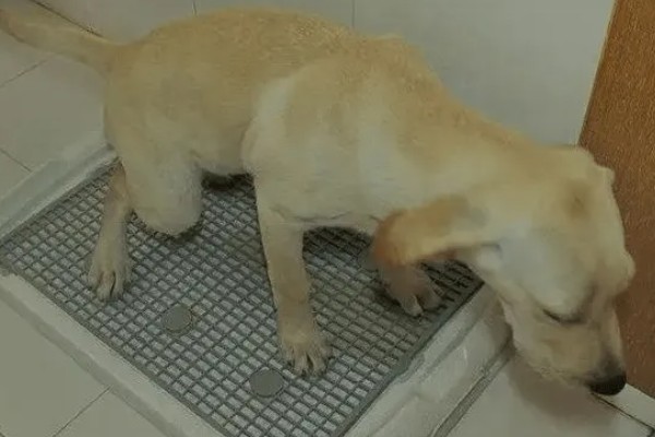 狗尿路感染可以自愈吗，可能是免疫系统减弱所致