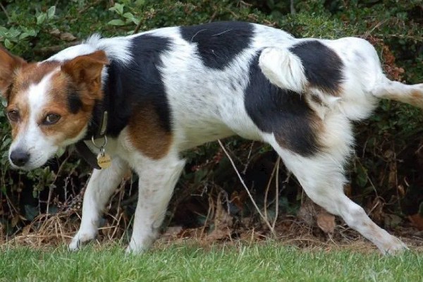 狗尿路感染可以自愈吗，可能是免疫系统减弱所致