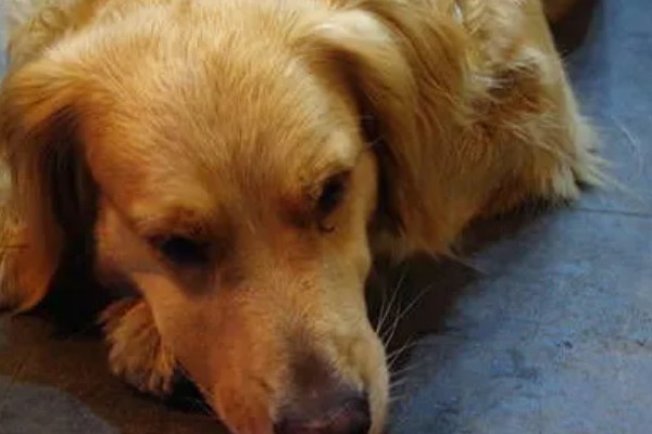 狗尿路感染可以自愈吗，可能是免疫系统减弱所致