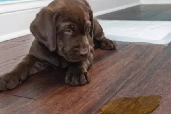 狗尿路感染可以自愈吗，可能是免疫系统减弱所致