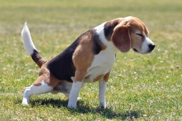 狗尿路感染可以自愈吗，可能是免疫系统减弱所致