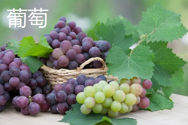 葡萄和提子的区别,外形和口感均不同